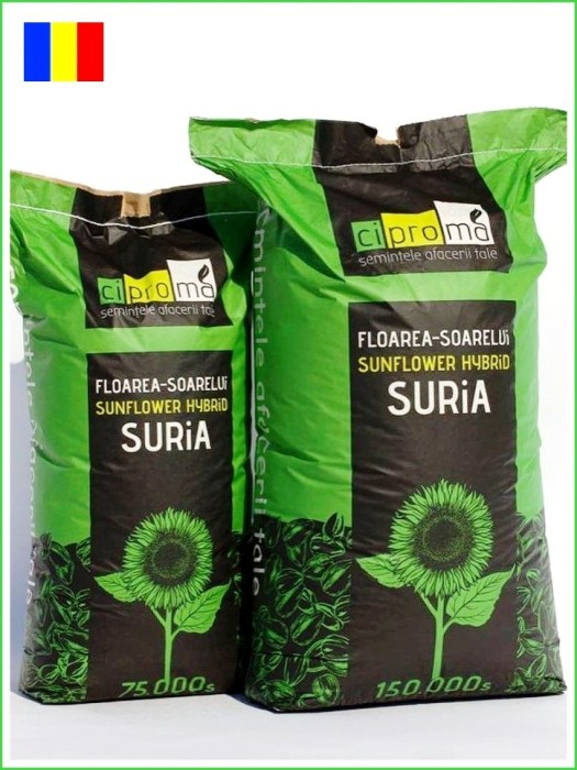 Floarea soarelui Suria F1 75.000 seminte