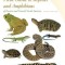Peterson Field Guide to Reptiles and Amphibians of Eastern and Central North America