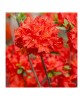 Planta Rhododendron Nabucco C2, ghiveci 2l, Oem
