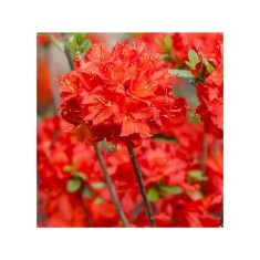 Planta Rhododendron Nabucco C2, ghiveci 2l