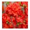Planta Rhododendron Nabucco C2, ghiveci 2l