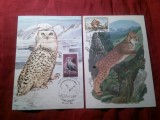 2 Maxime Romania Natura 1985 si Natura 1986 Timisoara - Fauna : Bufnita Polara si Lynxul