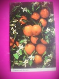 HOPCT 8303 PORTOCALE SI FLORI IN FLORIDA TROPICALA -SUA -AMERICA DE NORD -NECIRCULATA-