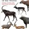 Bovids of the World: Antelopes, Gazelles, Cattle, Goats, Sheep, and Relatives