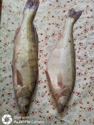 Vand Salau captura Dunare , gust minunat :) foto