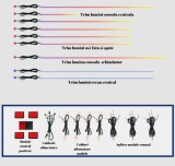 Lumini ambientale dedicate Mercedes-Benz E CLASS W213 2017-2023, RGB Acrilice 9 in 1 Statice cu efect RGB, Control din Aplicatie Bluetooth