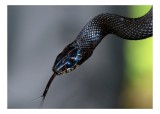Tablou Canvas, "Șarpele elegant &icirc;n umbra pădurii", Șarpe, Solzi, Negru, Ochi, Limbă, Natură, Reptilă, Detaliu, 39 x 26 cm, CMCLASS