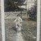 Copil pe tricicleta// fotografie 1933