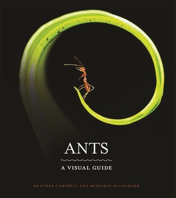 Ants: A Visual Guide foto