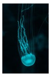 Tablou Canvas Meduzei Eterice - Art Decor Mural, 26 x 39 cm, CMCLASS