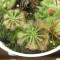 Planta carnivora din cadrul drosera spatulata complex