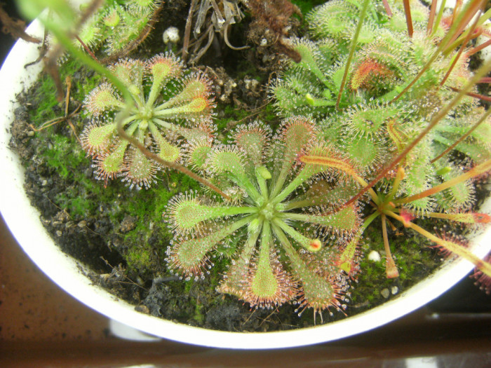 Planta carnivora din cadrul drosera spatulata complex