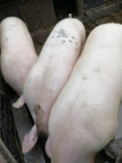 Porci de vanzare foto