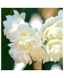 Cumpara ieftin Narcise Narcissus, Erlicheer Multiflora, Alb, 15/17, 1 Bulb, Oem