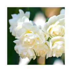 Narcise Narcissus, Erlicheer Multiflora, Alb, 15/17, 1 Bulb