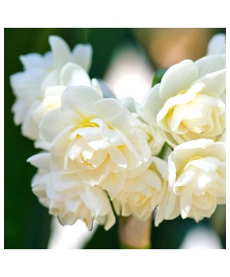 Narcise Narcissus, Erlicheer Multiflora, Alb, 15/17, 1 Bulb foto