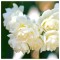 Narcise Narcissus, Erlicheer Multiflora, Alb, 15/17, 1 Bulb