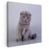 Tablou pisica Scottish Fold Tablou canvas pe panza CU RAMA 80x80 cm