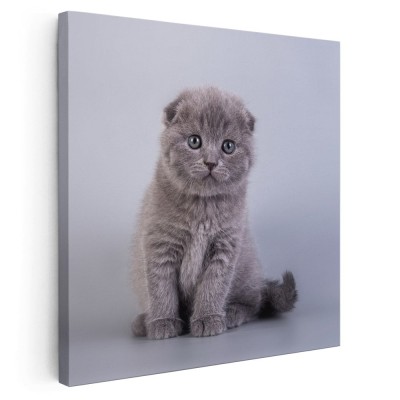 Tablou pisica Scottish Fold Tablou canvas pe panza CU RAMA 40x40 cm foto