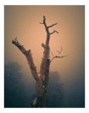 Tablou Canvas, "Copacul singuratic &icirc;n ceață misterioasă", Crepuscul, Singurătate, Melancolie, Natură, Mister, Tranquilitate, Contrast, Iluzie, &Icirc;ntuner