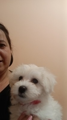 Bichon maltez foto
