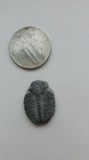 Fosila Trilobit Elrathia Kingi 1