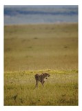 Tablou Canvas, "Ghepard singuratic &icirc;n savana africană", Cheetah, Savannah, Wilderness, Solitude, Horizon, Grace, Nature, Freedom, 26 x 39 cm, CMCLASS
