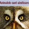 AS - ANIMALELE SUNT UIMITOARE