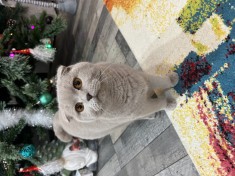 Pisică Scottish Fold, de v&acirc;nzare.