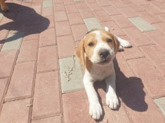 Pui catei beagle foto