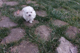 Bichon maltese