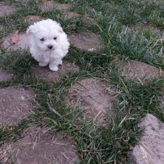 Bichon maltese