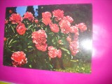 HOPCT 8832 BUJORI -CARTE POSTALA FLORI -NECIRCULATA