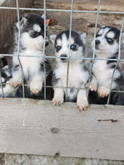 Ca?ei husky siberian foto