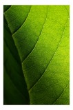 Tablou Canvas, "Textura luminii pe frunză verde", Verde, Textură, Nervuri, Natură, Lumină, Detaliu, Organic, Frunză, 26 x 39 cm, CMCLASS