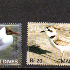 MALDIVE 2007, Fauna - Pasari, serie neuzata, MNH