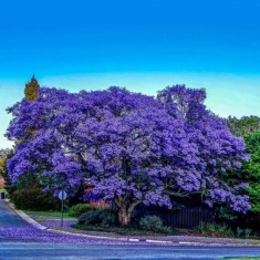 JACARANDA MIMOSIFOLIA - 10 seminte pentru semanat foto