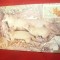 Ilustrata -Fauna - Diorama cu vulpi - Muzeul Gr. Antipa