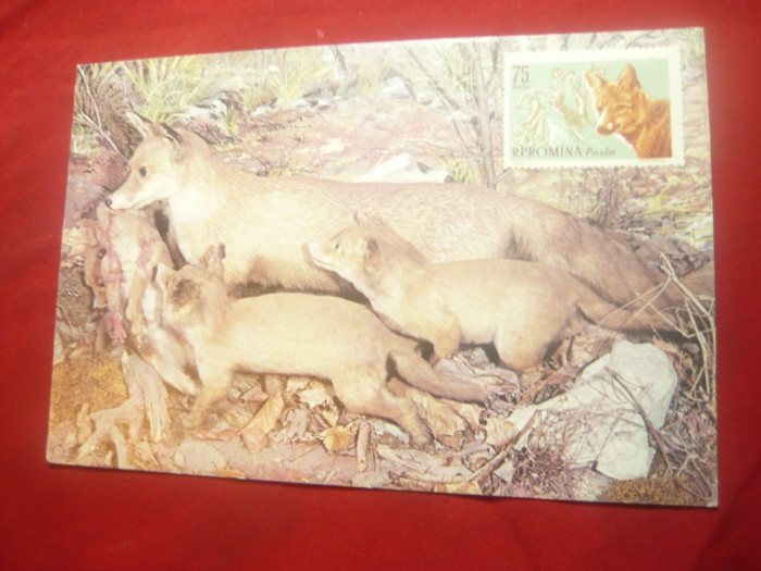 Ilustrata -Fauna - Diorama cu vulpi - Muzeul Gr. Antipa
