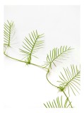 Tablou Canvas Frunze Verzi pe Fond Alb - Design Natural și Minimalist, 26 x 39 cm, CMCLASS