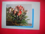 HOPCT 14995 -IP- FLORI -CARTE POSTALA -NECIRCULATA
