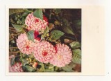 FA73-Carte Postala- RUSIA - Pravda, Dahlias flower, necirculata 1965