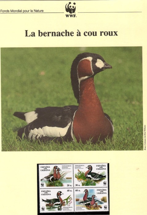 Ukraina 1998 - Gasca cu s&acirc;nul roșu, set WWF, 6 poze, MNH