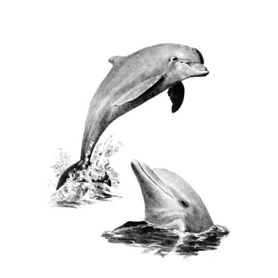 Crochiu incepatori-Delfini 22x29 cm foto