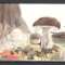 Romania.2003 Ciuperci carnet YR.907