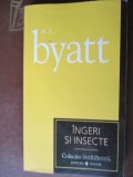 Ingeri si insecte