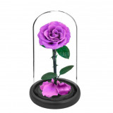 Cumpara ieftin Trandafir Criogenat bella lila &Oslash;8cm in cupola 10x20cm