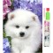 Set de broderie cu diamante 5D, model Spice, 30x40 cm, accesorii incluse, multicolor