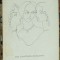 Zoe Dumitrescu Busulenga - Surorile Bronte