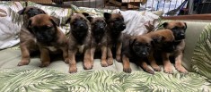 Pui Ciobanesc Belgian-Malinois foto